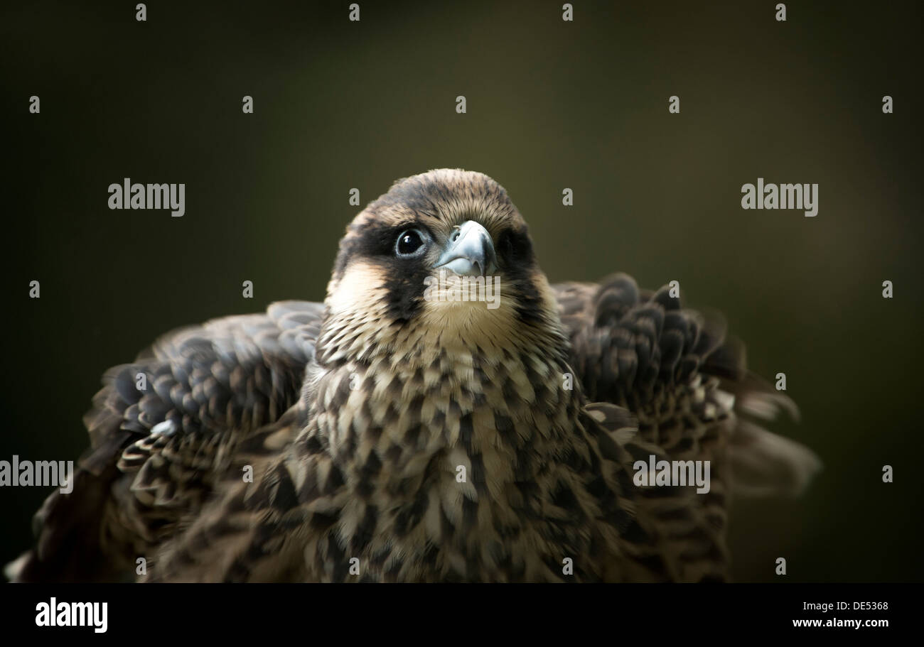 Falco pellegrino ali di diffusione Foto Stock