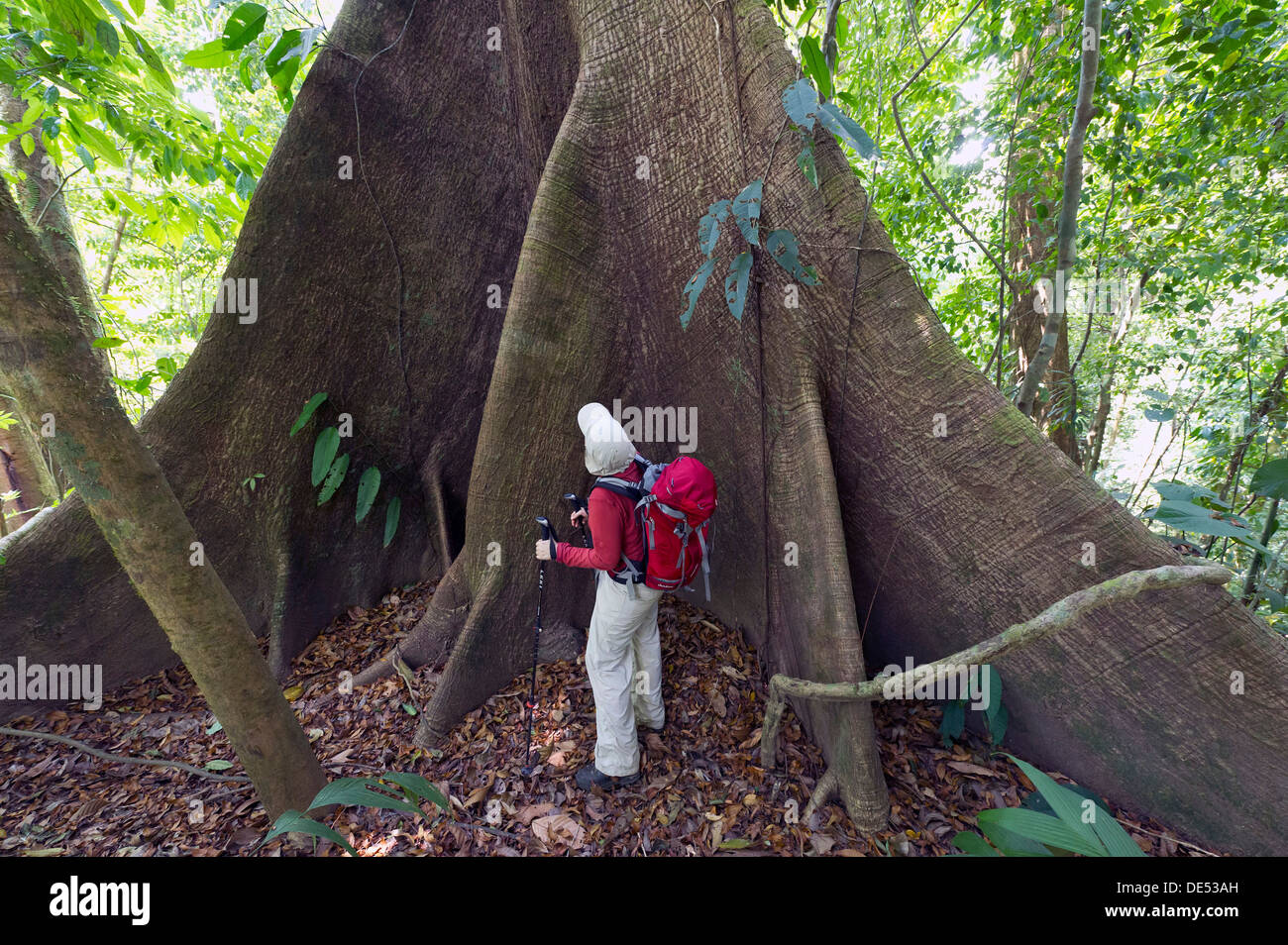 Escursionista nella parte anteriore del contrafforte radici di un Kapok o seta-Cotton Tree (Ceiba pentandra), Sirena, Parco Nazionale di Corcovado Foto Stock