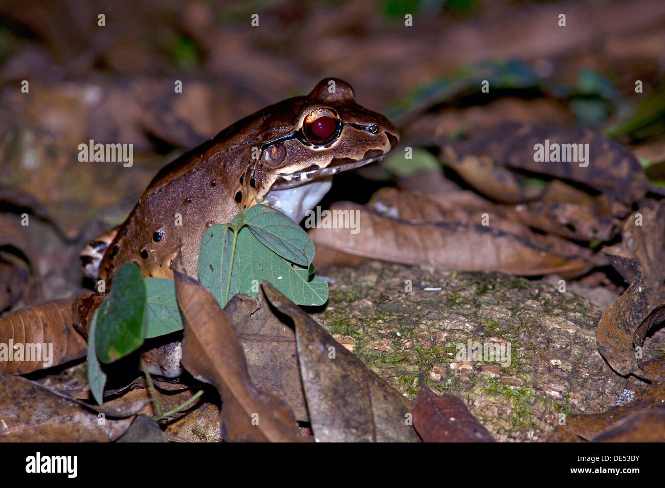 Savage sottile-toed Frog (Leptodactylus savagei), Dos Brazos, Osa Peninsula, Puntarenas Provincia, Costa Rica, America Centrale Foto Stock