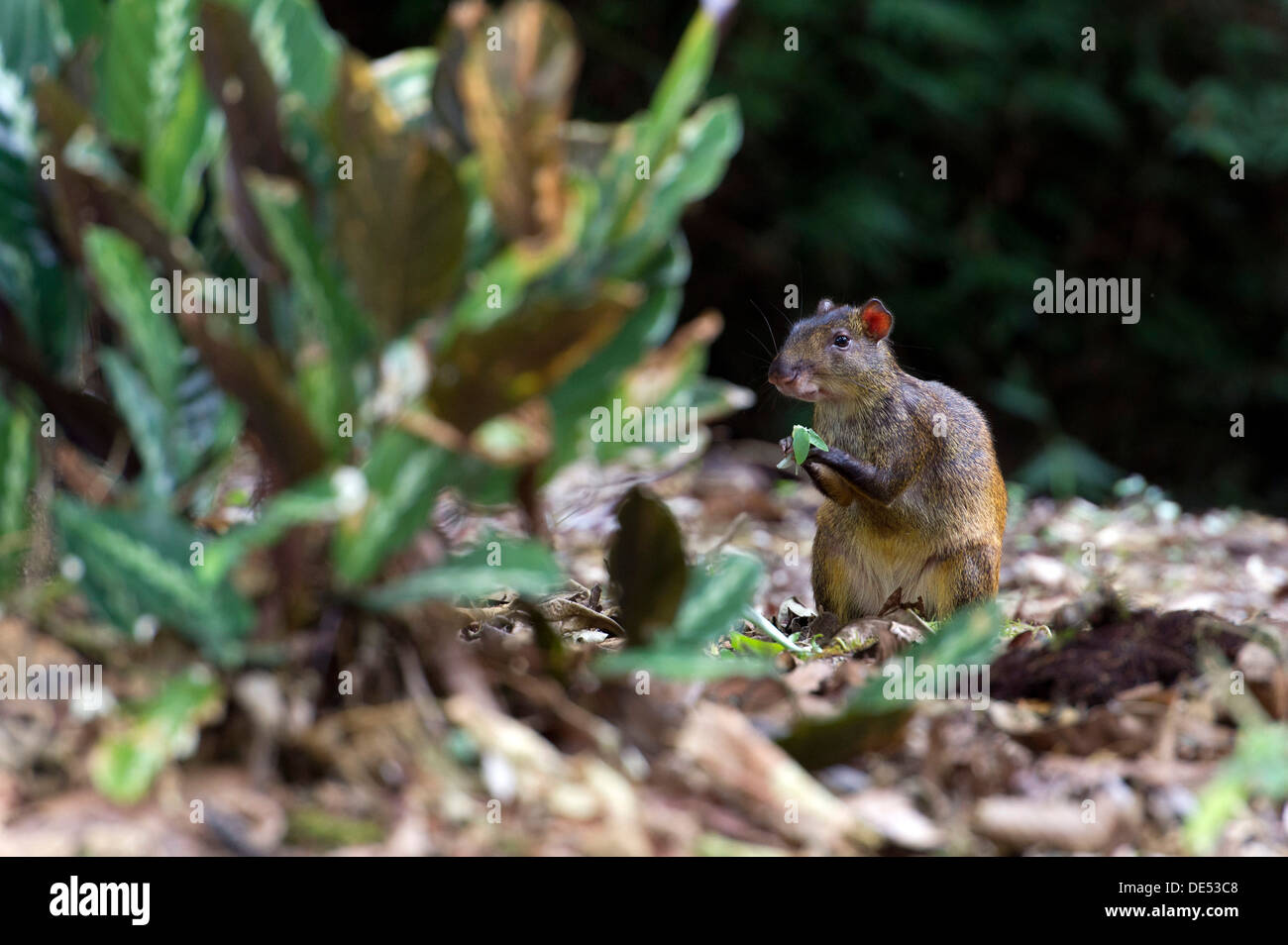 America centrale (agouti Dasyprocta punctata), San Vito, Puntarenas Provincia, Costa Rica, America Centrale Foto Stock