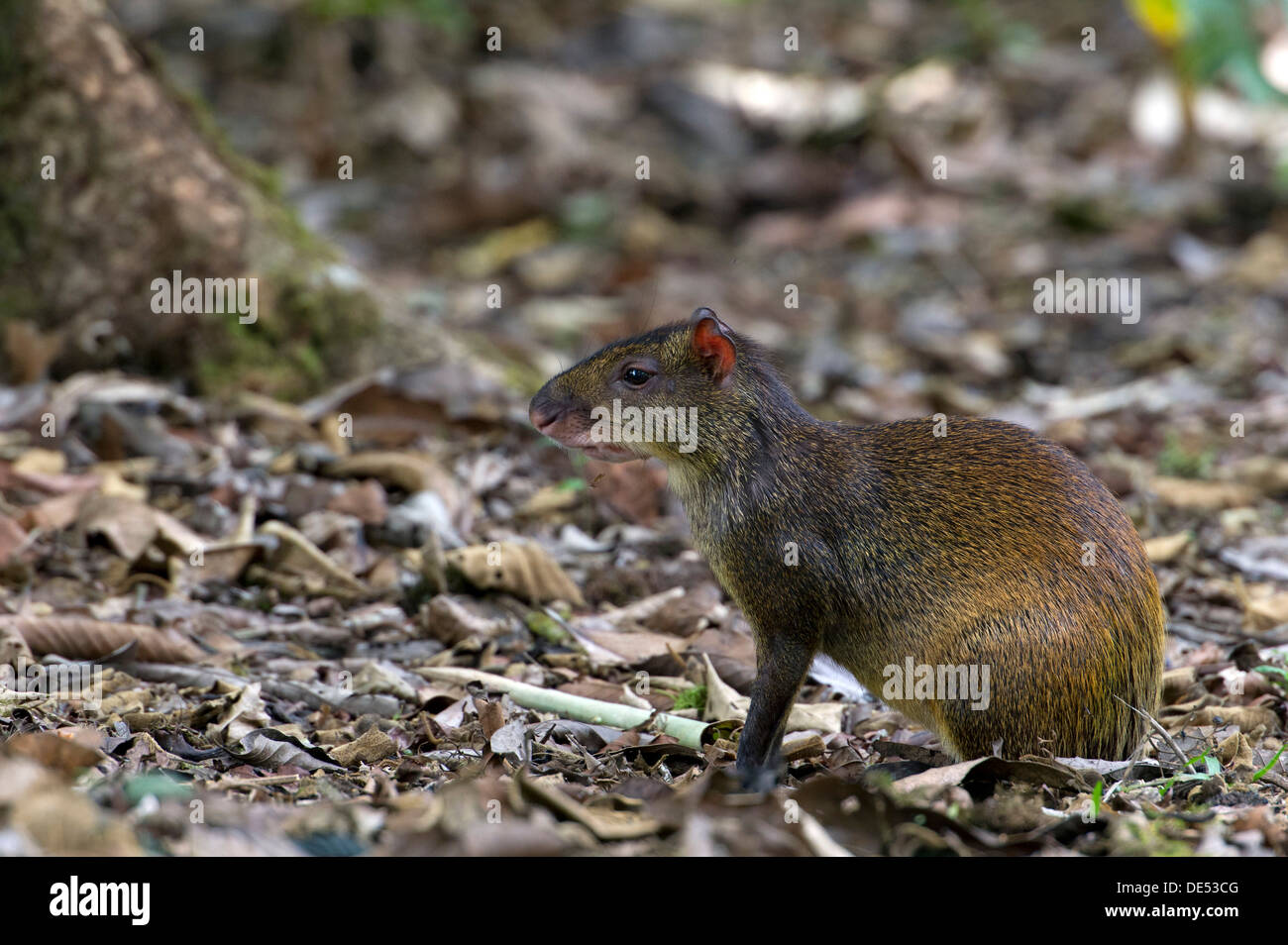 America centrale (agouti Dasyprocta punctata), San Vito, Puntarenas Provincia, Costa Rica, America Centrale Foto Stock