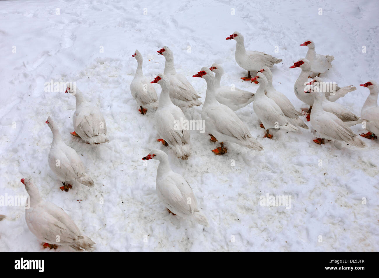 Barberia anatre domestiche, forma di anatra muta (Cairina moschata) nella neve in una fattoria Eckenhaid, Eckental, Media Franconia Foto Stock