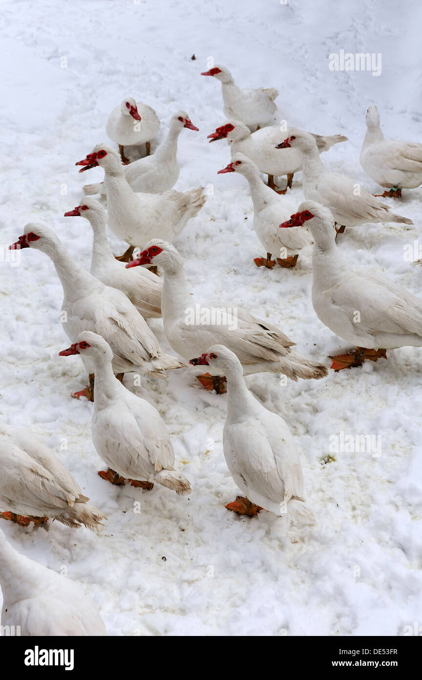 Barberia anatre domestiche, forma di anatra muta (Cairina moschata) nella neve in una fattoria Eckenhaid, Eckental, Media Franconia Foto Stock