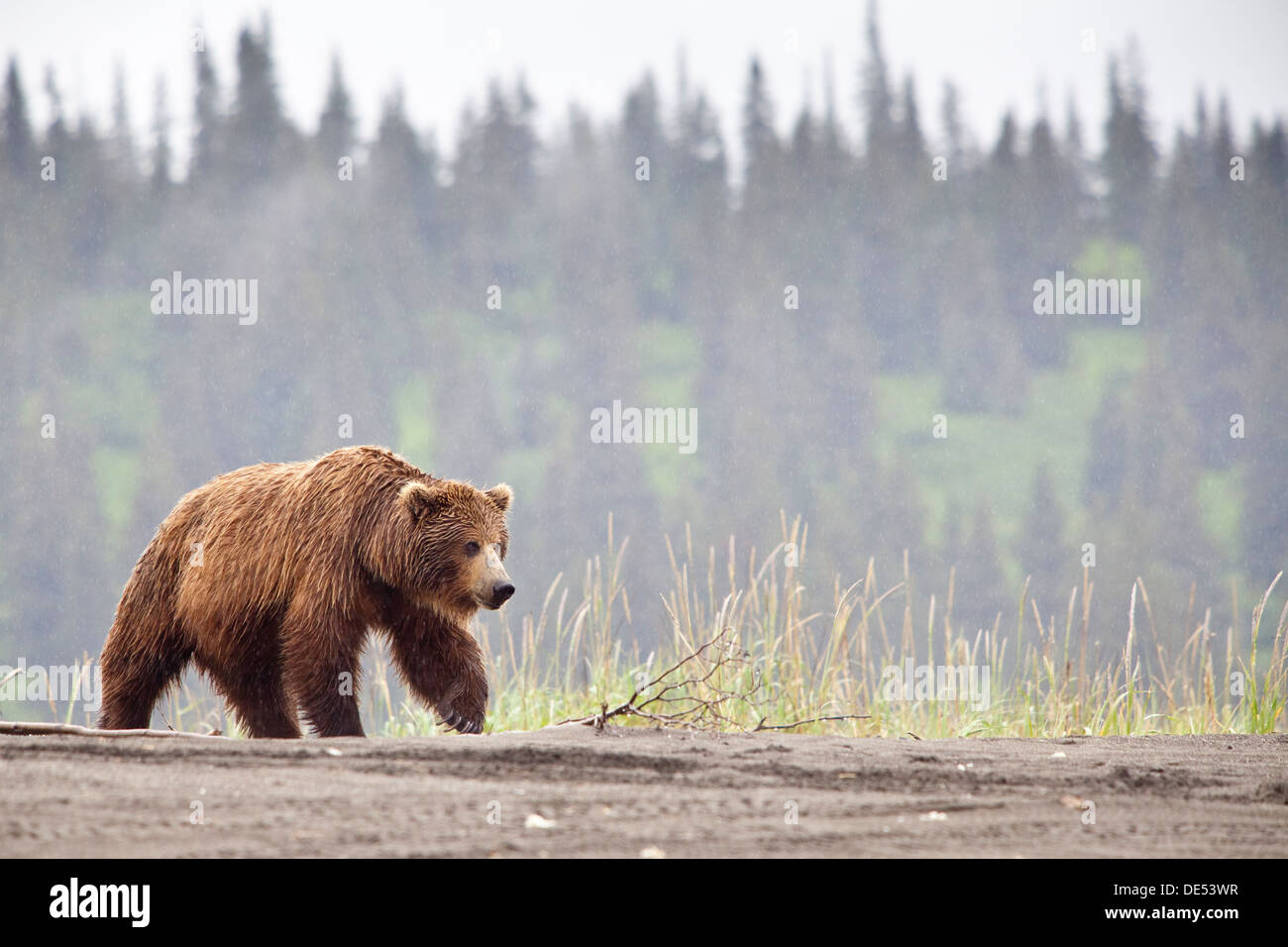 Grizzly maschio orso bruno - Ursus arctos -, il Parco Nazionale del Lago Clark, Alaska, U.S.A. Foto Stock