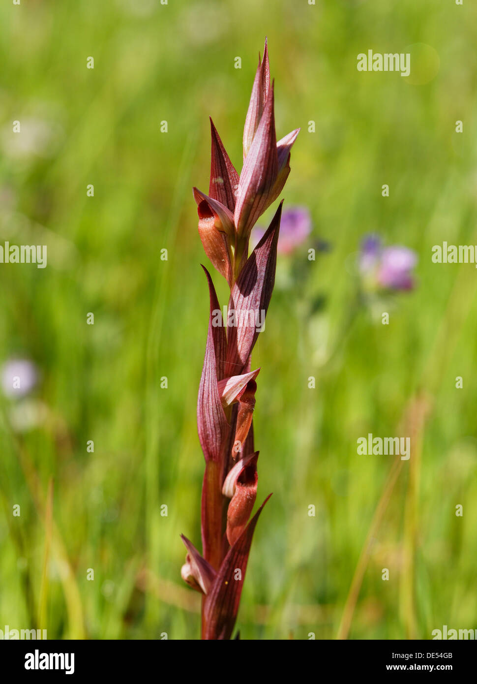 Lungo Serapias a labbro o Plow-Share Serapias (Serapias vomeracea ssp. Laxiflora), orchidea, Lago Bafa, Muğla Provincia Foto Stock