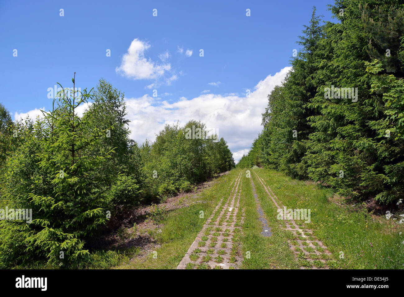 Green Belt, ex pattuglia di confine tedesco-interno con la "striscia death", Rennsteig, Lehesten, Turingia, Germania Foto Stock