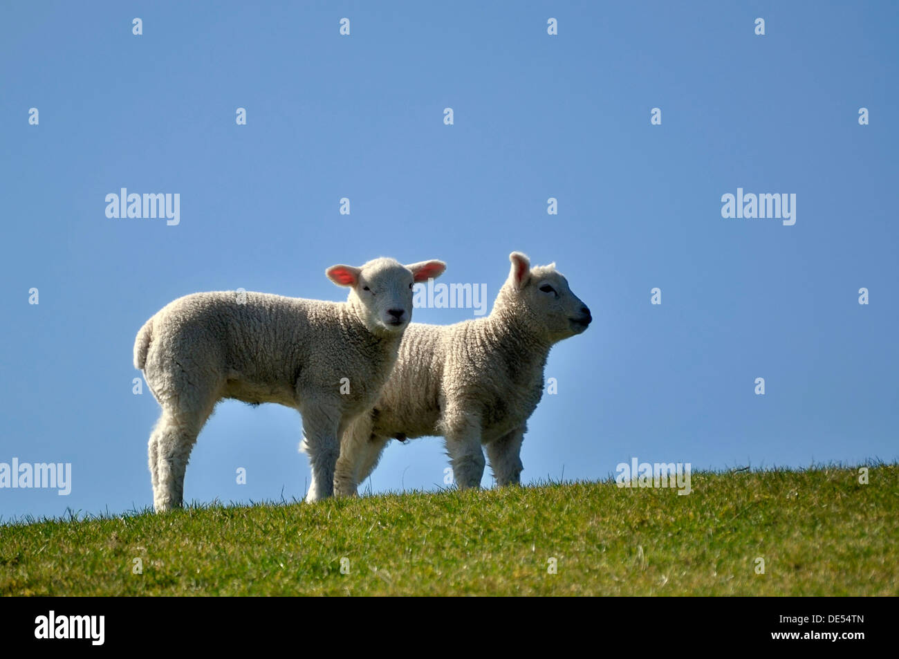 Gli agnelli (ovis orientalis aries) Foto Stock
