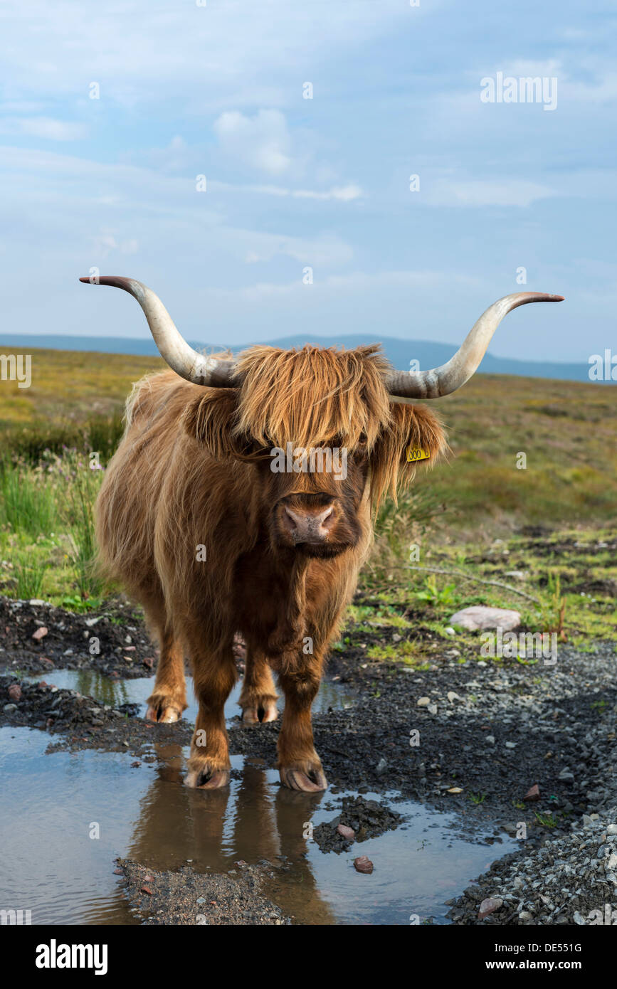 Highland scozzesi bestiame bovino o Kyloe, nel nord della Scozia, Scotland, Regno Unito, Europa Foto Stock