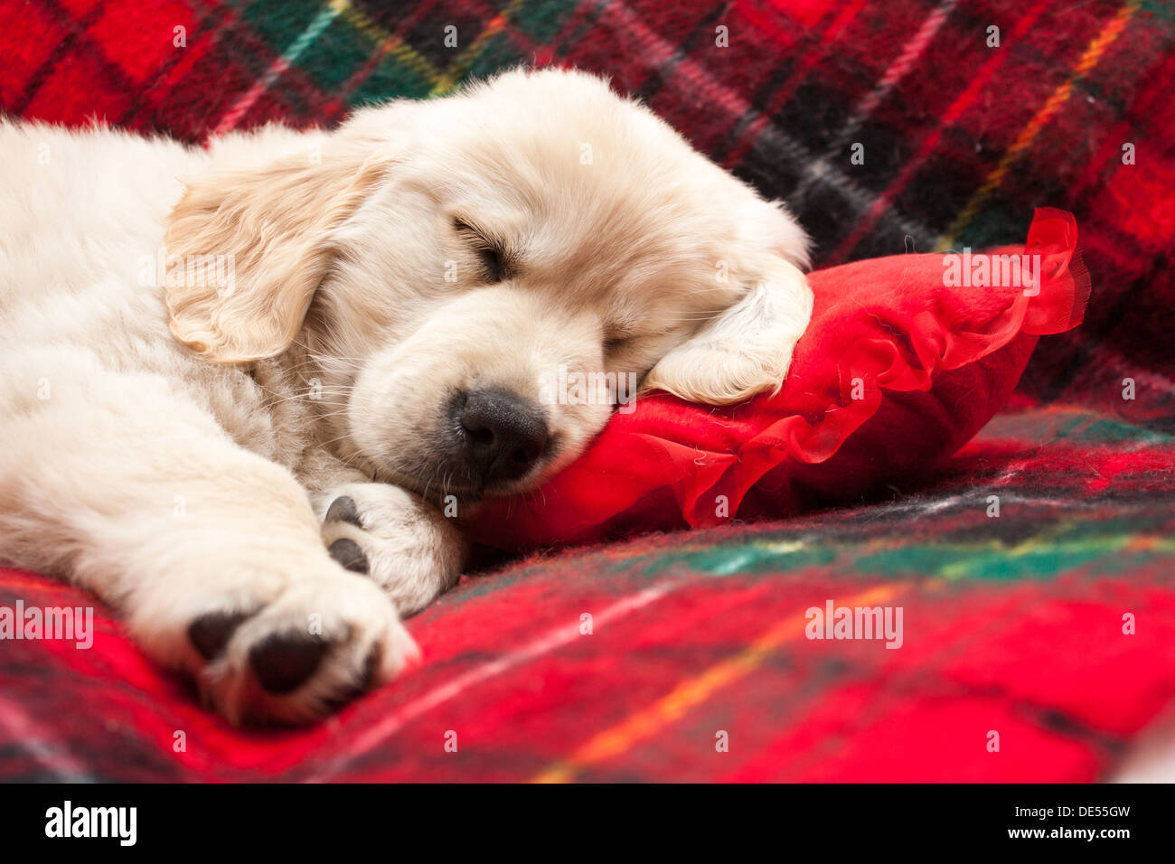 Adorabili 10 settimane vecchio golden retriever cucciolo addormentato su un tartan coperta con il suo capo sul cuore di un cuscino sagomato Foto Stock