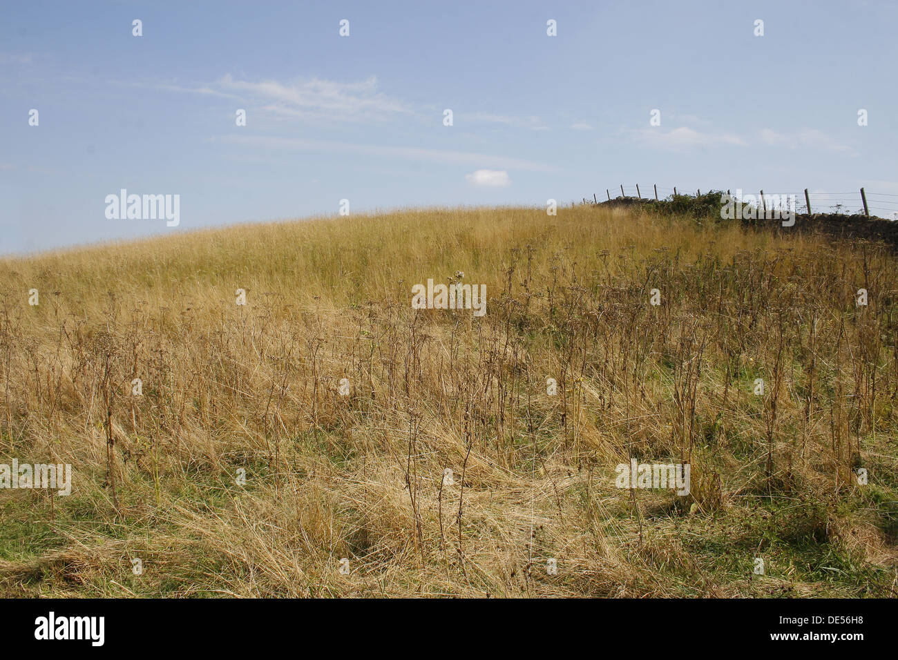 Erba collina coperta. Creswell Crags, Welbeck, Worksop, Nottinghamshire, Regno Unito Foto Stock