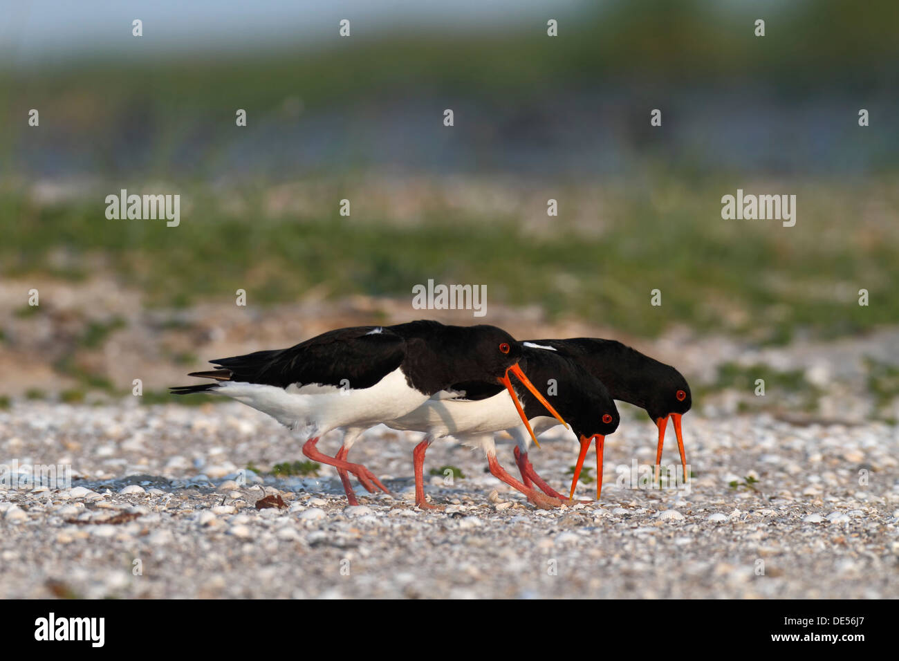 Beccacce di mare (Haematopus ostralegus), tre uccelli a camminare su una palude salata, Minsener Oog, Est Isole Frisone Foto Stock