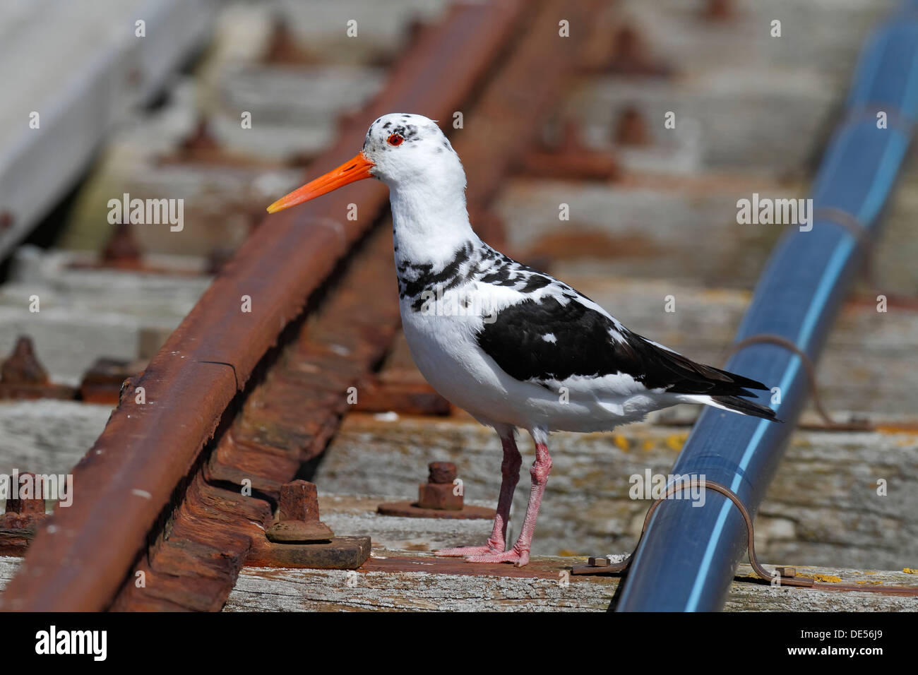 Eurasian Oystercatcher (Haematopus ostralegus), old bird, parziale albino, appollaiato su binari Minsener Oog Foto Stock