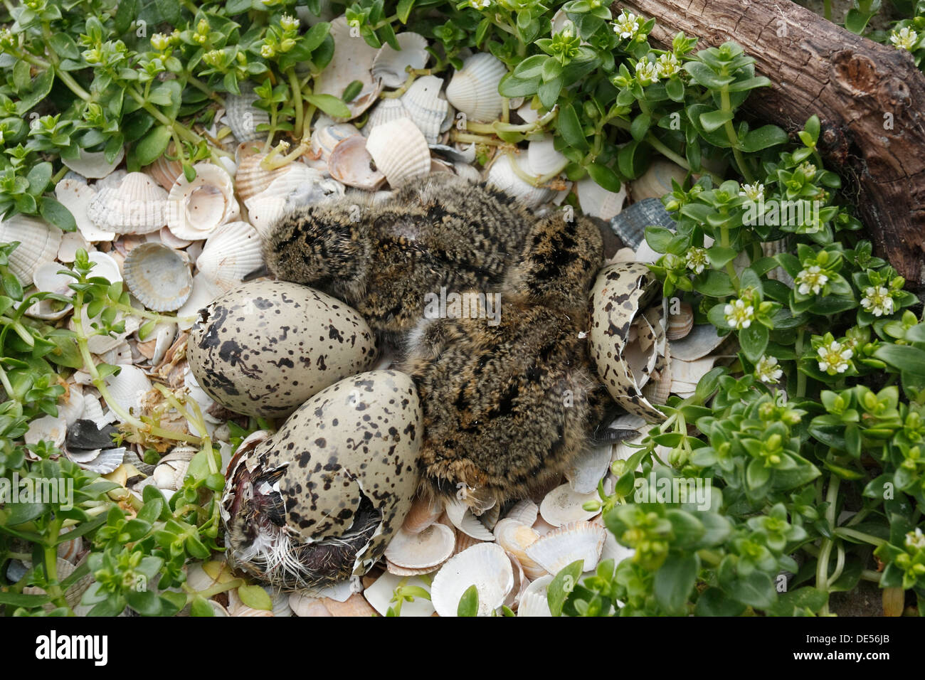 Beccacce di mare (Haematopus ostralegus), pulcini in seduta la nidificazione spazio accanto alle uova da cova, pulcini Minsener Oog Foto Stock