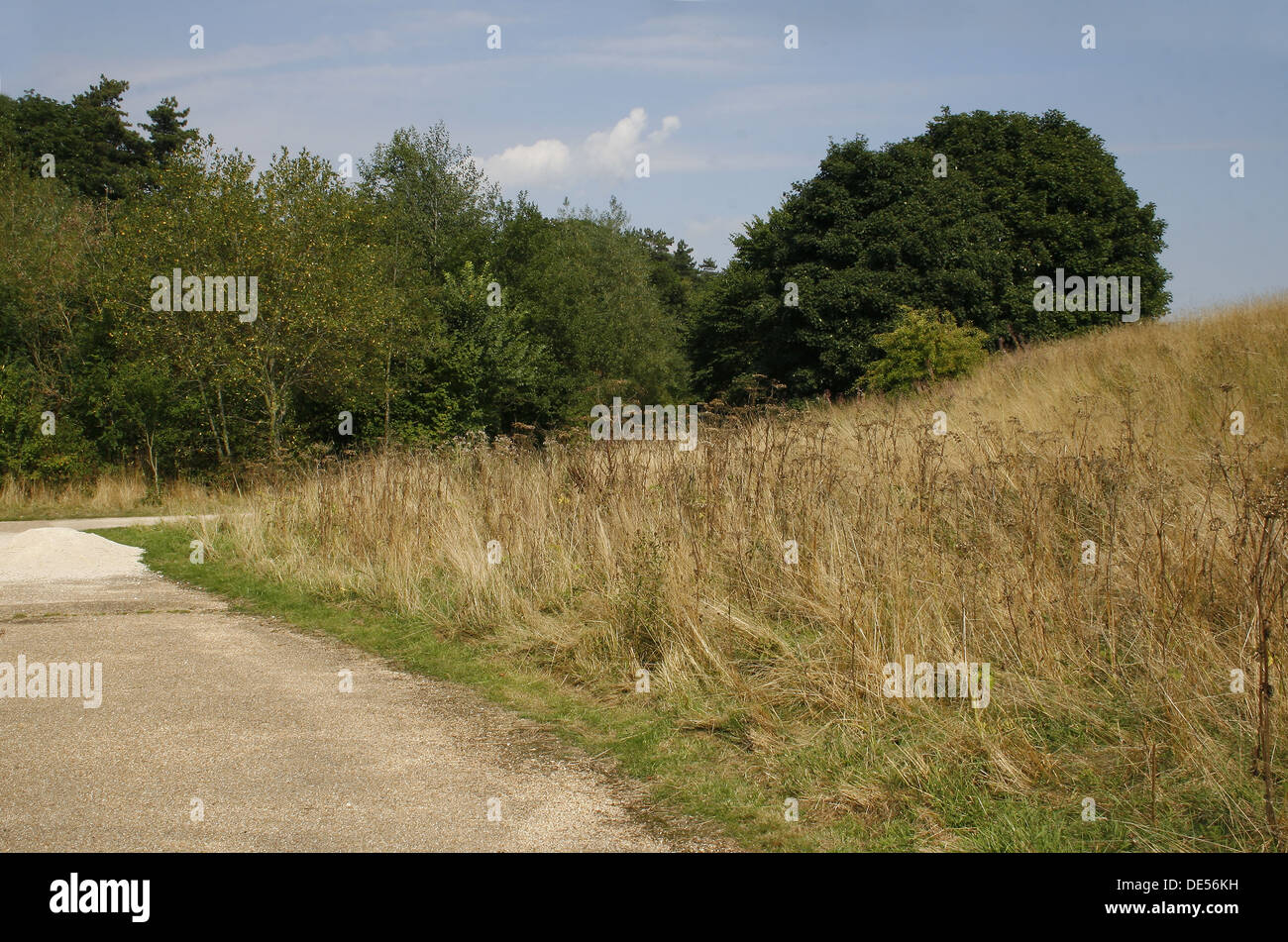 Erba collina coperta. Creswell Crags, Welbeck, Worksop, Nottinghamshire, Regno Unito Foto Stock