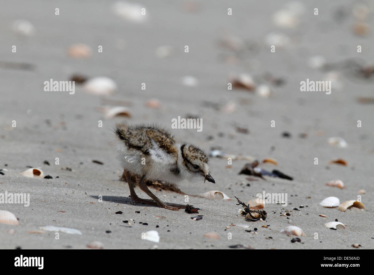 Comune piviere inanellato o inanellato Plover (Charadrius hiaticula), chick in cerca di cibo sulla spiaggia a est delle Isole Frisone Foto Stock