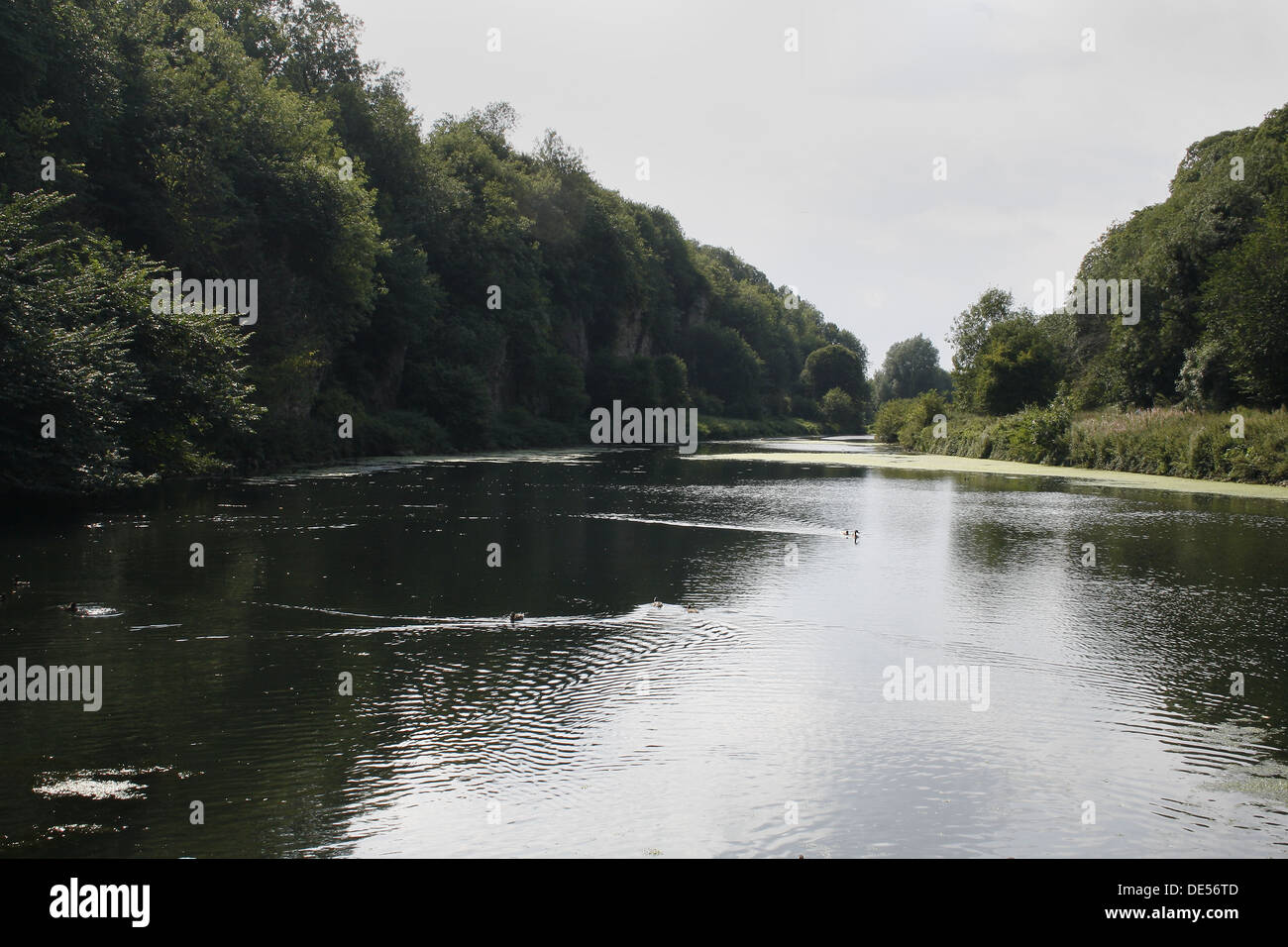 Wildfowl lago, Creswell Crags, Welbeck, Worksop, Nottinghamshire, Regno Unito Foto Stock