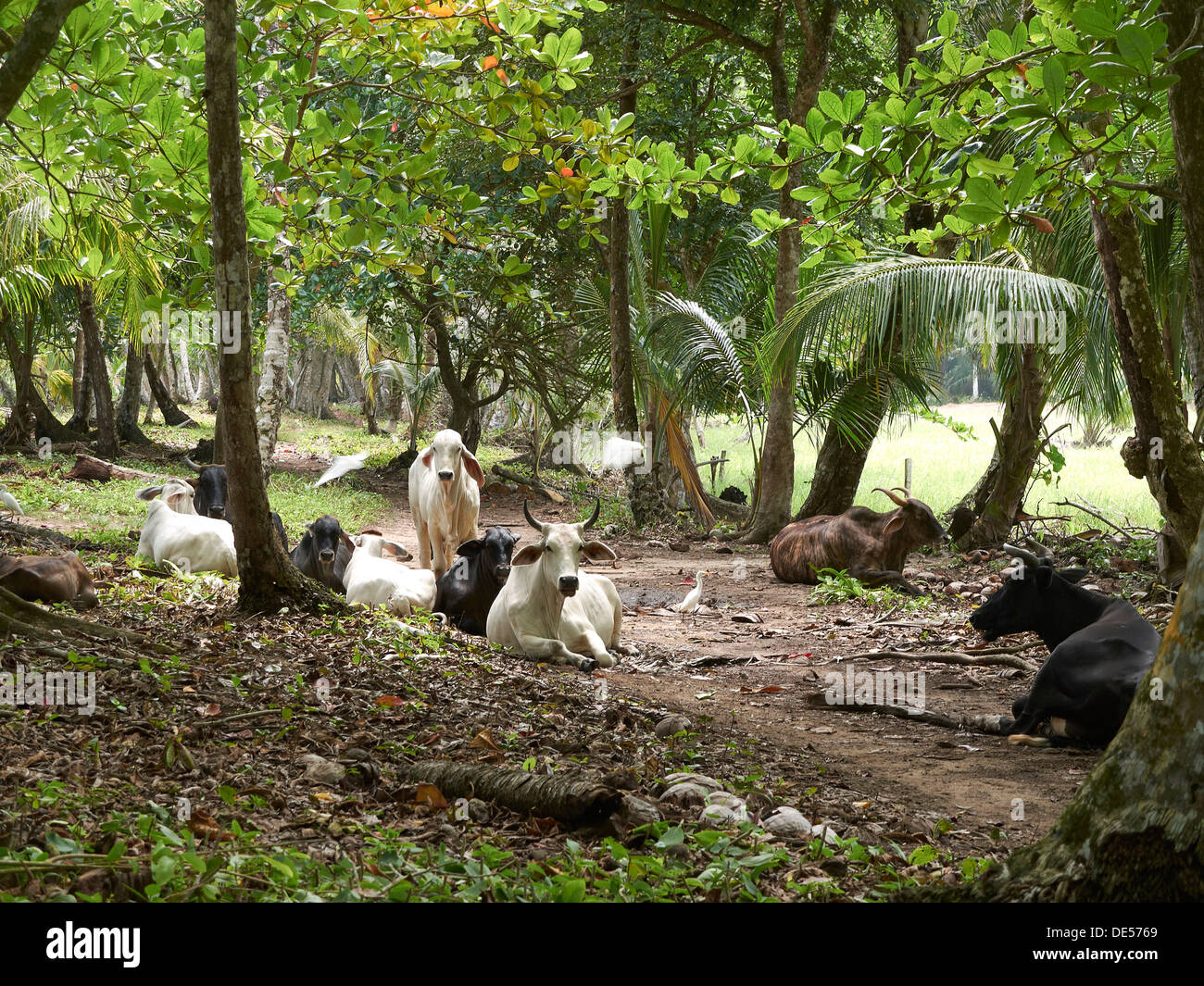 Bovini zebù (Bos primigenius indicus) nella foresta pluviale, Punta Uva, Puerto Viejo de Talamanca, Costa Rica, America Centrale Foto Stock