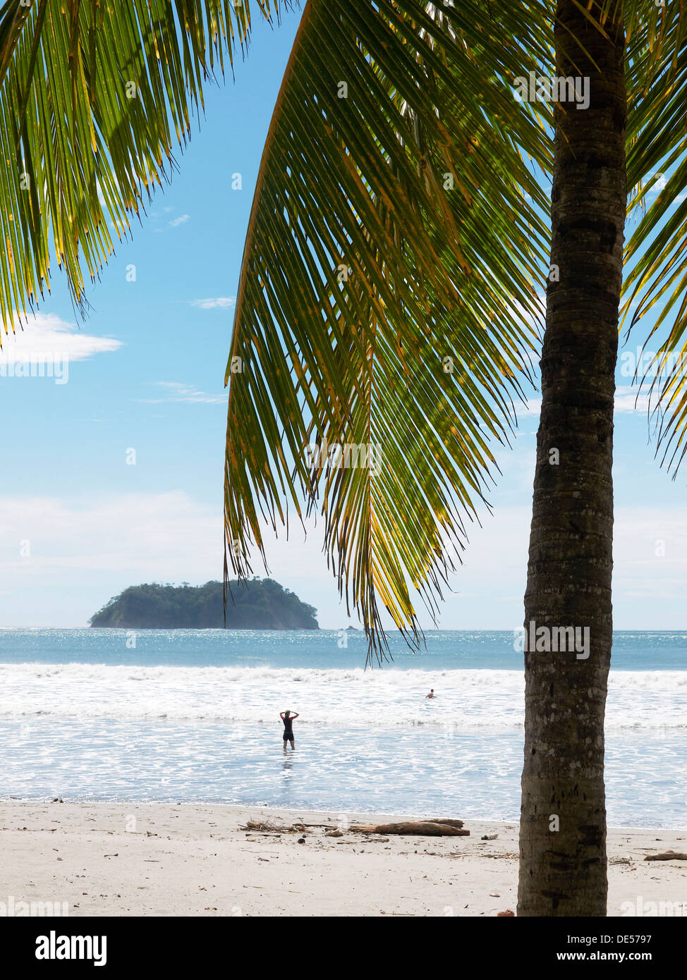 Palm Tree sulla spiaggia a Playa Samara, Nicoya peninsula, Costa Rica, America Centrale Foto Stock