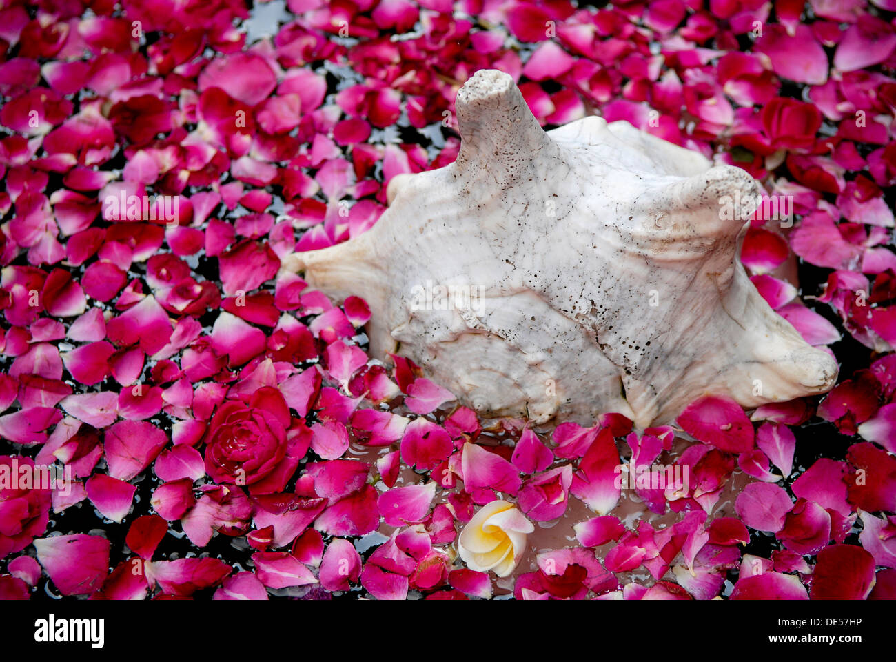 Shell e petali di rose, Boutique-Hotel Casa di MG, India, Asia Foto Stock