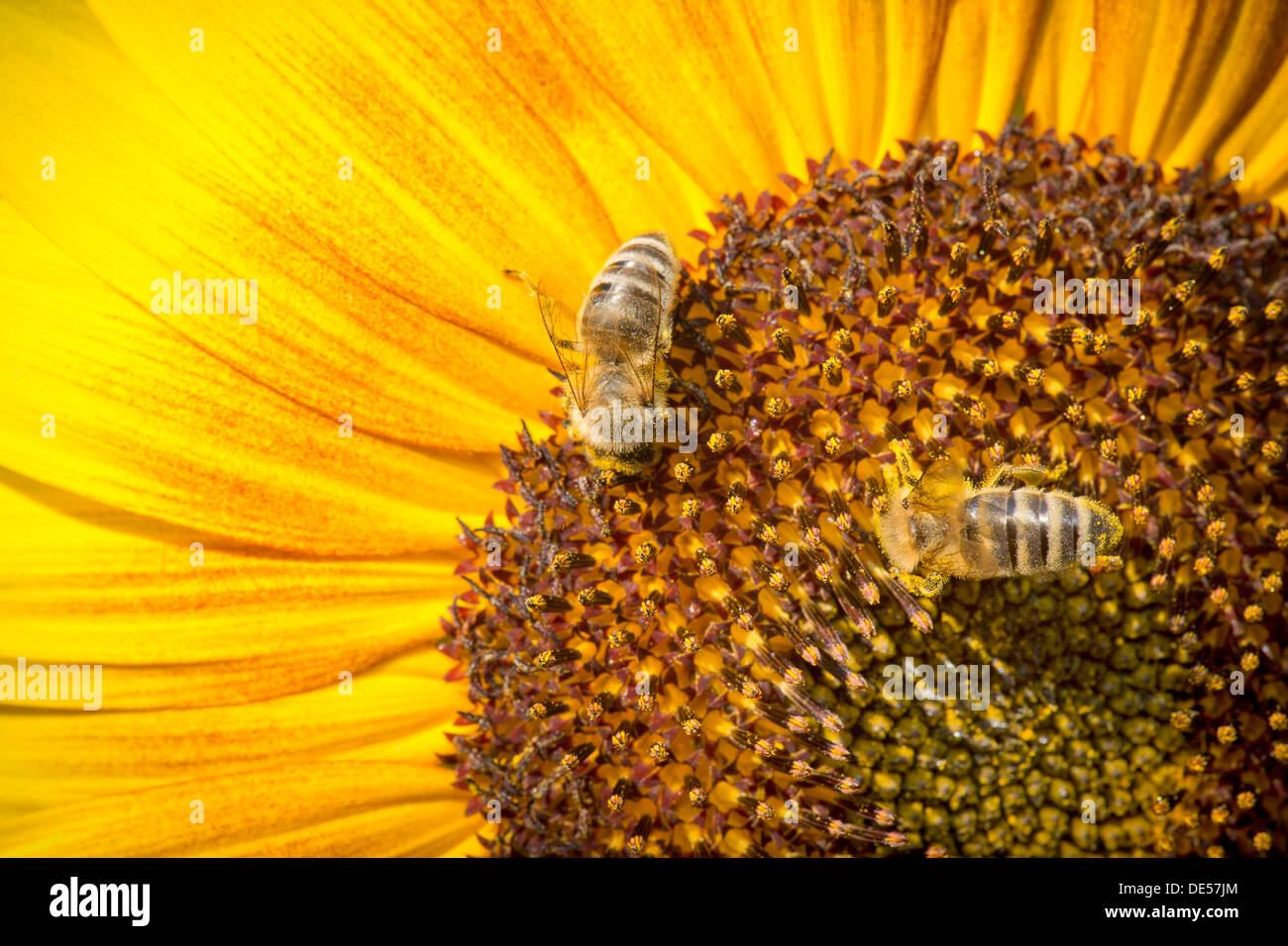 Western miele api (Apis mellifera) arroccato su un girasole (Helianthus annuus), vista dettagliata del fiore, Stoccarda Foto Stock