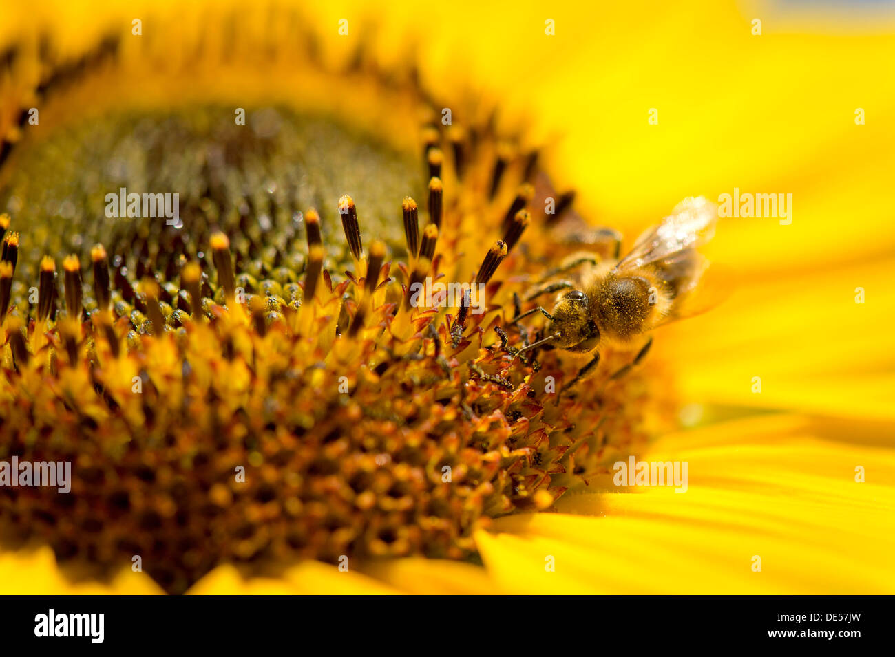 Western miele delle api (Apis mellifera) arroccato su un girasole (Helianthus annuus), vista dettagliata del fiore, Stoccarda Foto Stock