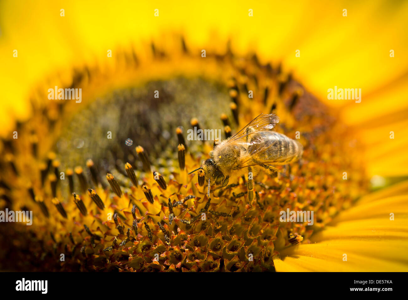 Western miele delle api (Apis mellifera) arroccato su un girasole (Helianthus annuus), vista dettagliata del fiore, Stoccarda Foto Stock