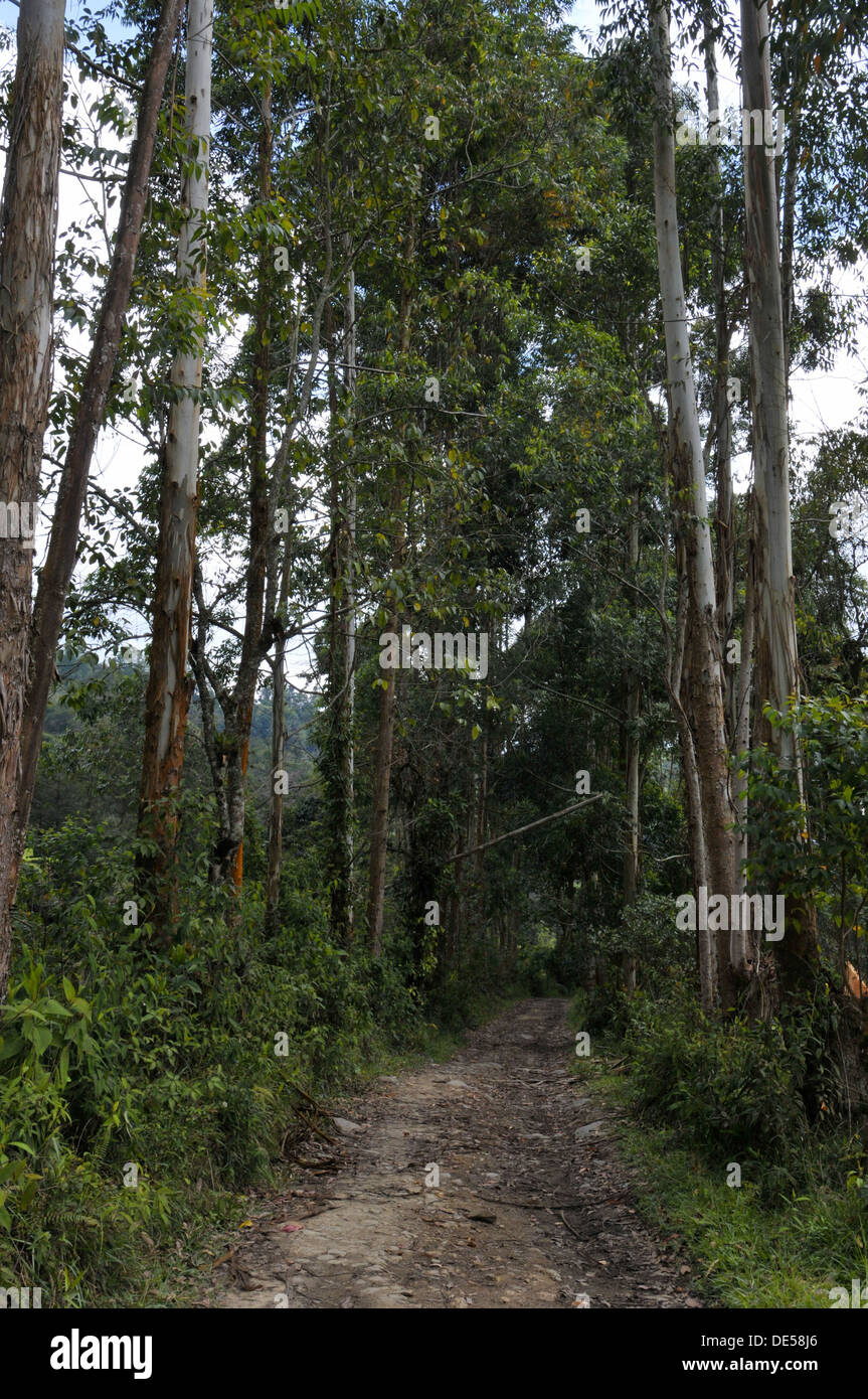 Un percorso attraverso una foresta di Cocora Valley. Salento (Colombia) . Dichiarata come il caffè paesaggio culturale della Colombia (CCLC) da t Foto Stock