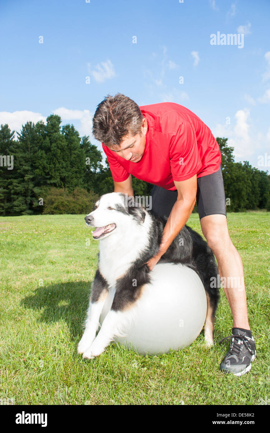 Dog trainer aiutando il suo cane stenderà la giunti su una sfera di yoga. Favorisce un buon equilibrio e salute per cani Foto Stock