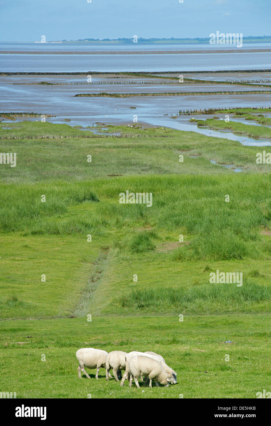 Pecore sulla diga del Mare del Nord Foto Stock