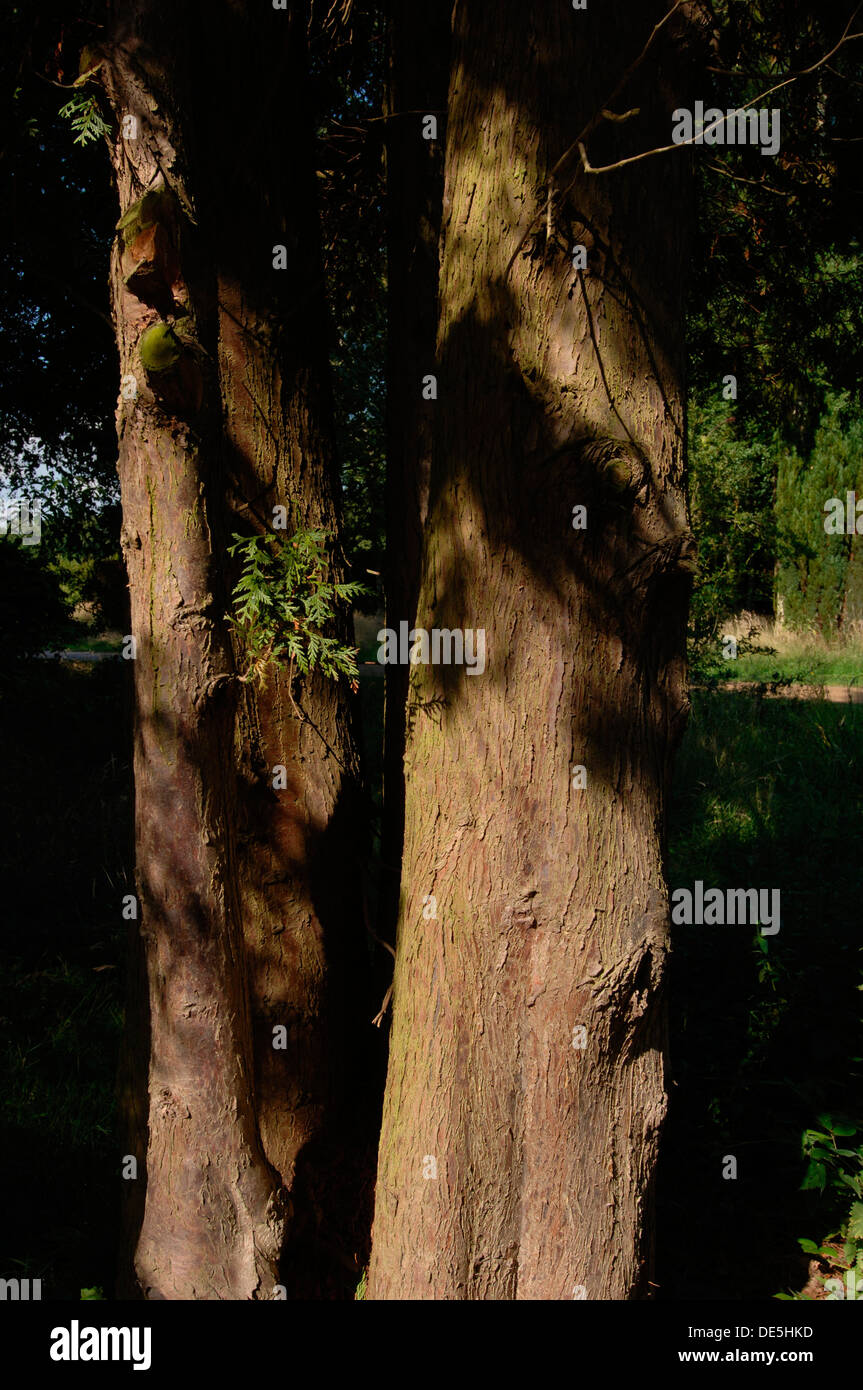 Primo piano di una sana tronchi di alberi Foto Stock