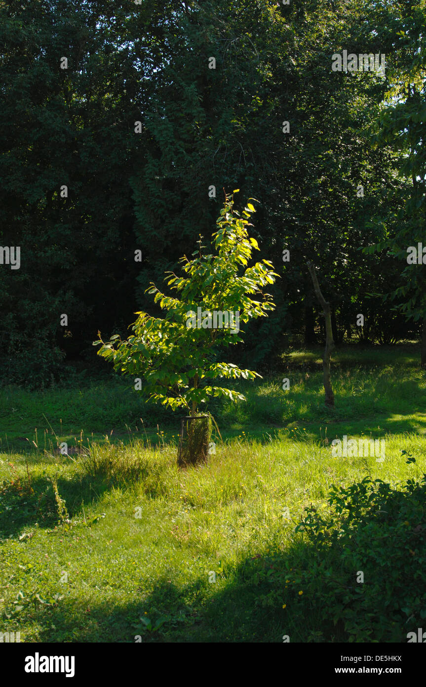 Un giovane albero sano Foto Stock