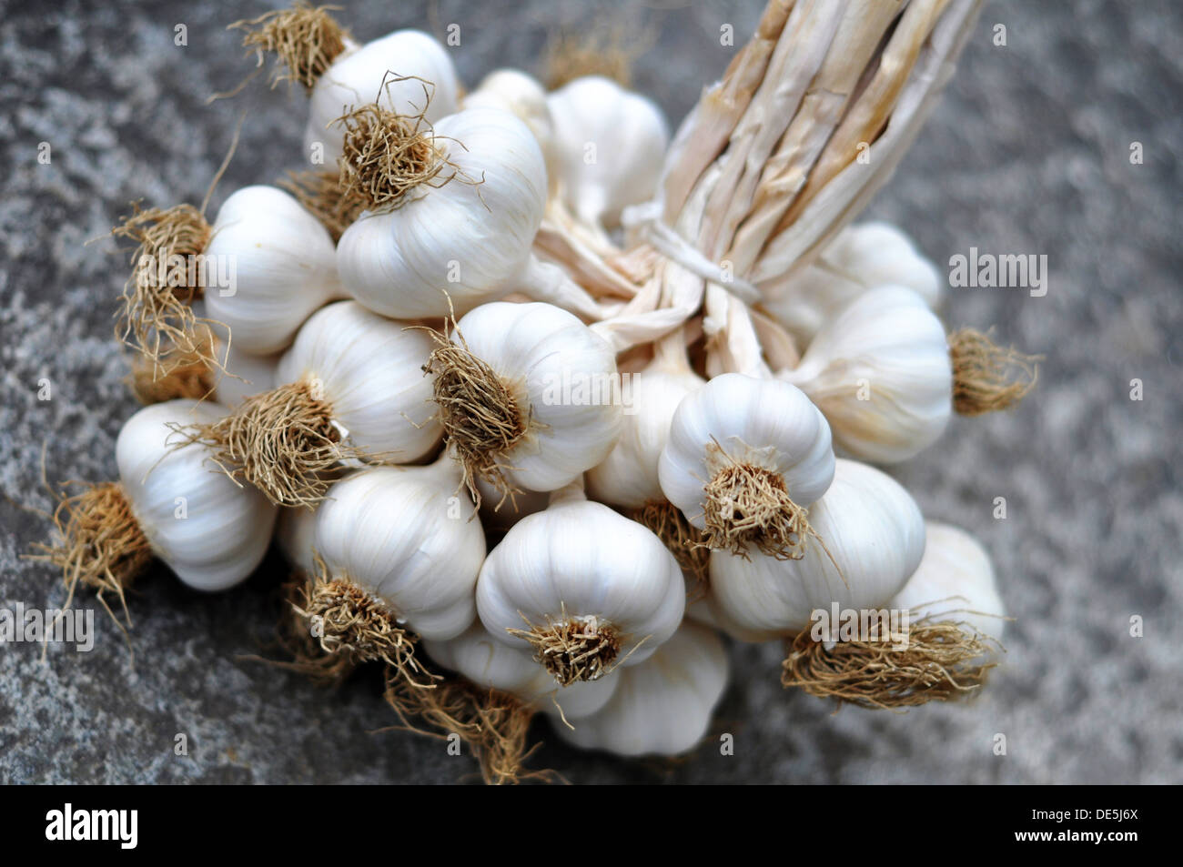 Bulbi di aglio braid su un livello di grigio pietra grezza tabella Foto Stock