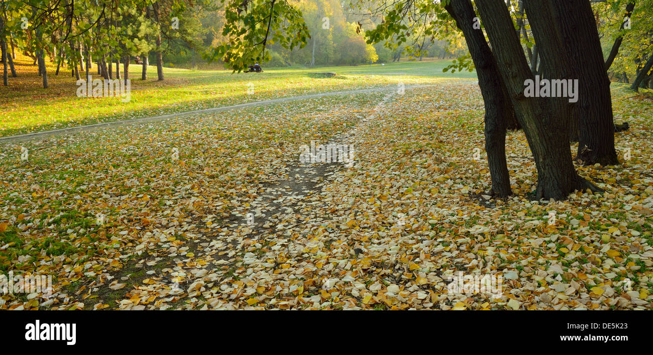 Autunno cadono le foglie nel parco con alberi di acero Foto Stock