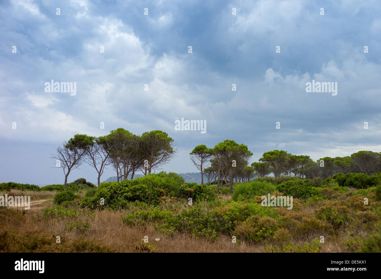 Vedute di una foresta di pini in Sardegna Foto Stock