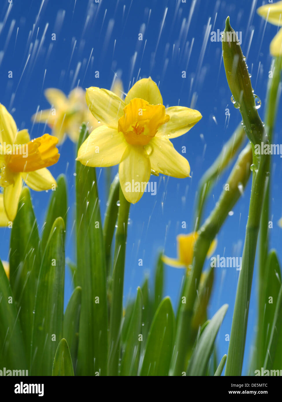 Le gocce di pioggia caduta su mazzetto di daffodils fresca oltre il cielo blu Foto Stock