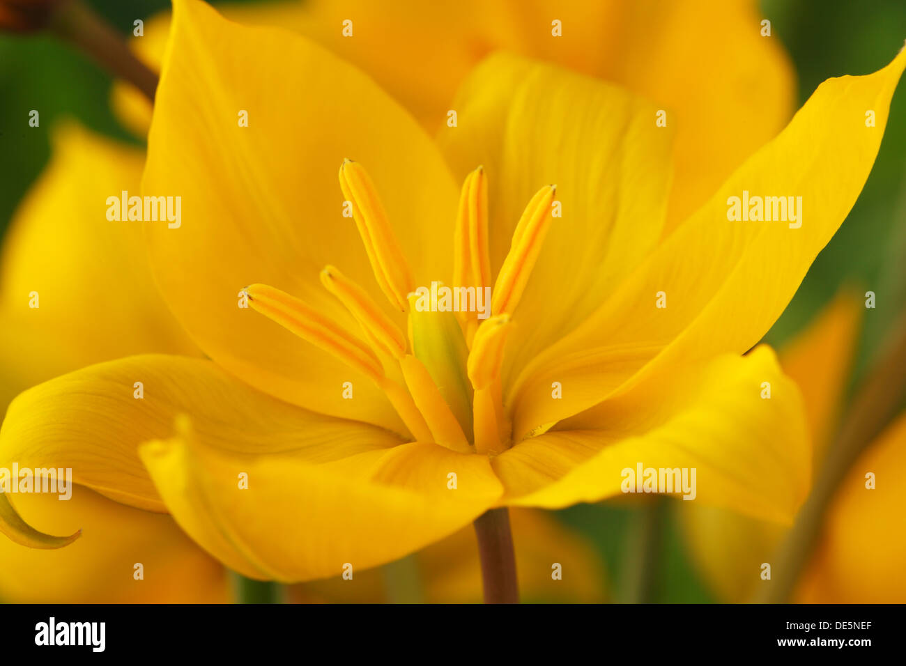 Tulipa sylvestris Tulipano selvatico Miscellaneous tulip Marzo Foto Stock