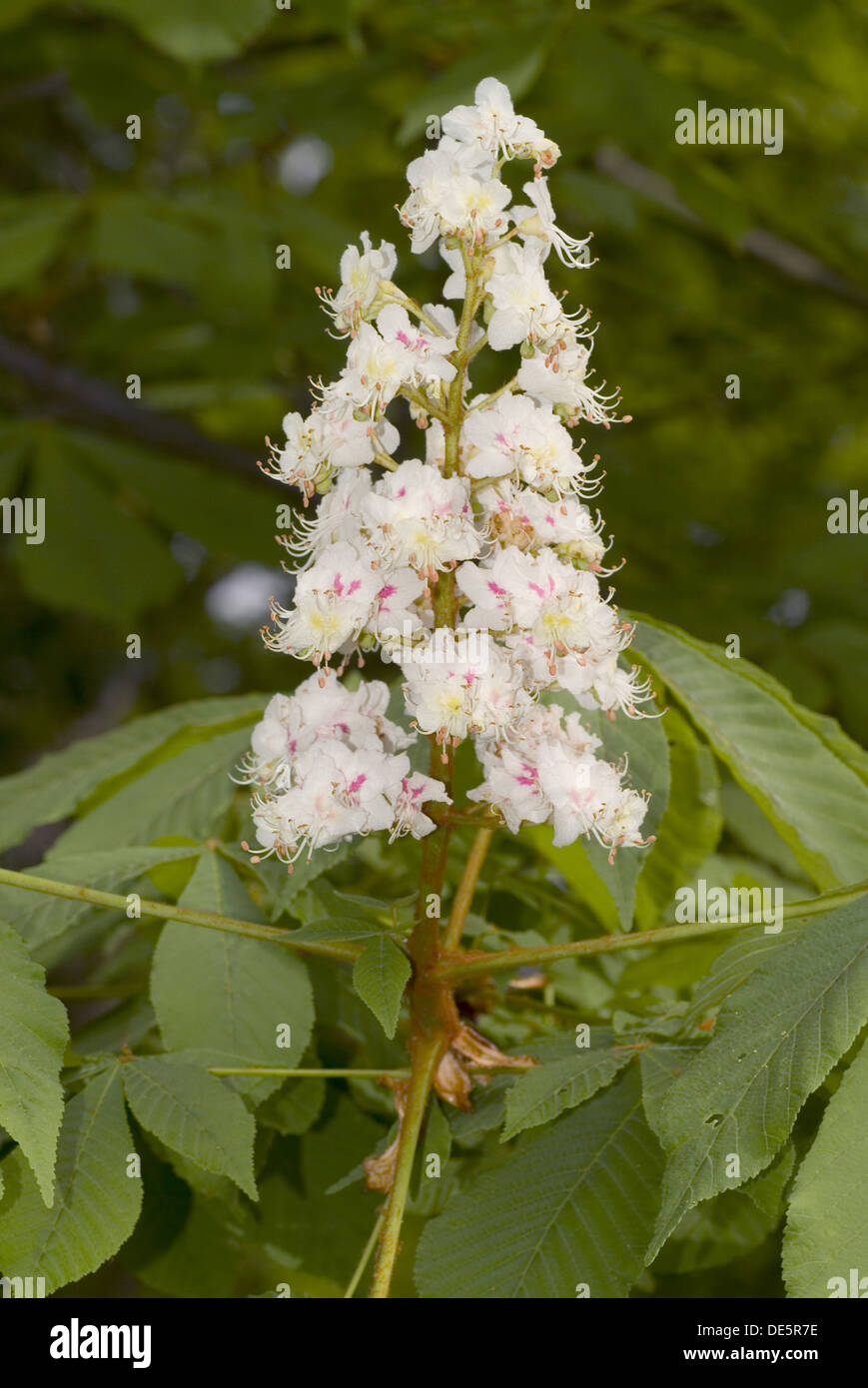 Ippocastano, Aesculus hippocastanum Foto Stock