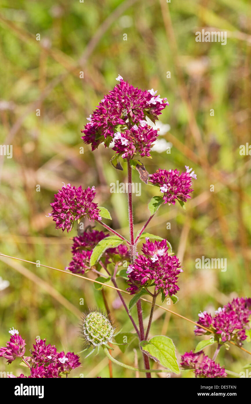 Maggiorana selvatica Foto Stock