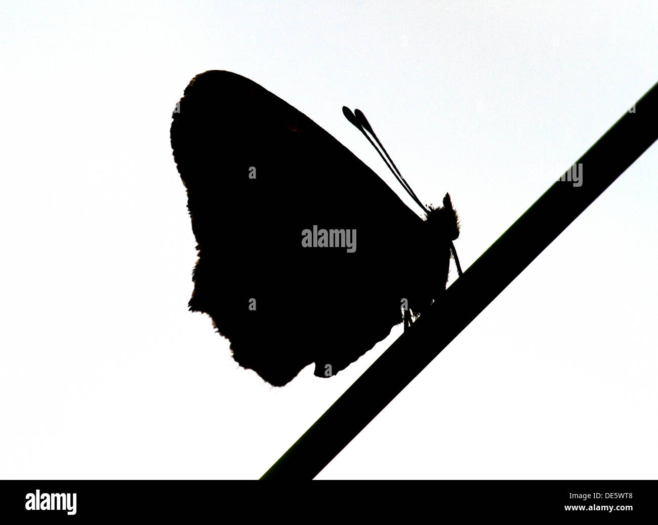Berlino, Germania, silhouette di una farfalla su un Staengel Foto Stock