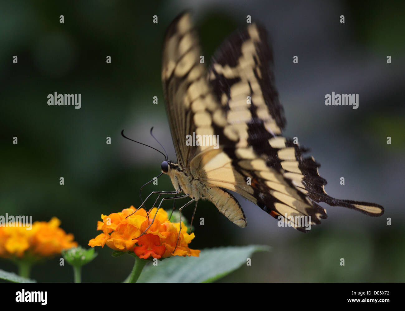 Hamm, Germania, Koenig Koenig anche pagina a coda di rondine Foto Stock