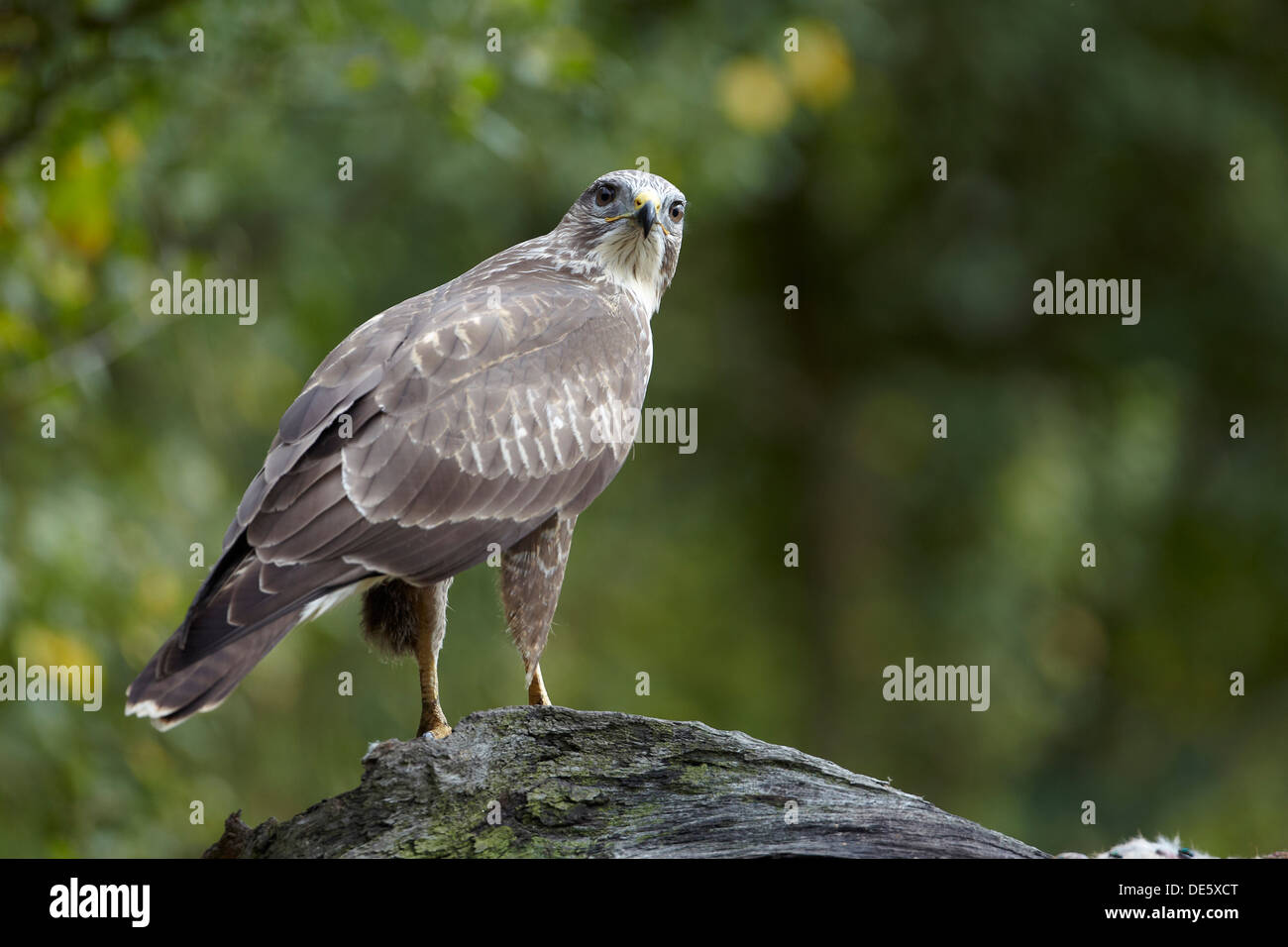 Comune poiana, Buteo buteo, East Yorkshire, Regno Unito Foto Stock