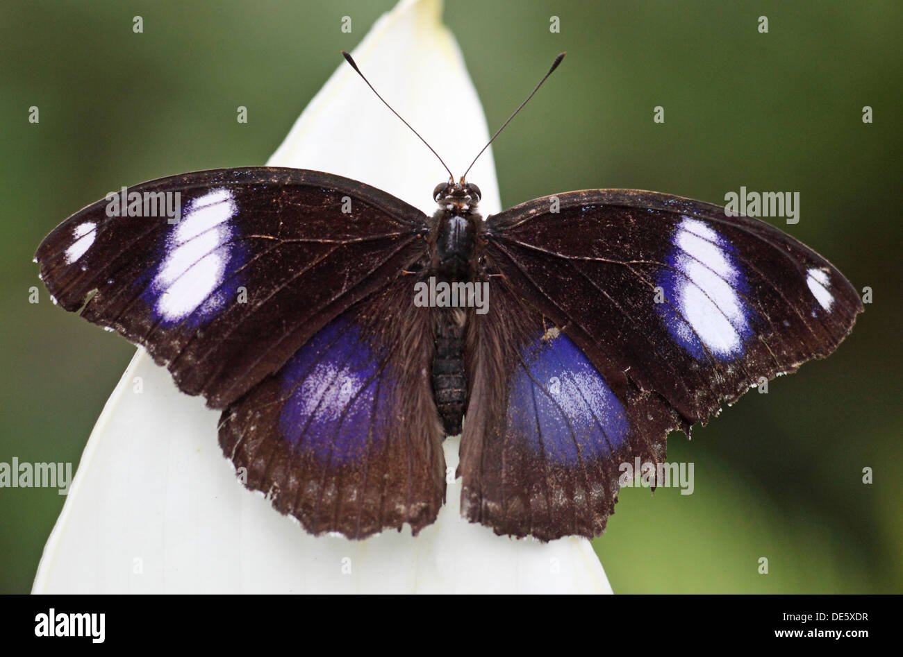 Hamm, Germania, Gewoehnliche uova fly si siede su una foglia Foto Stock