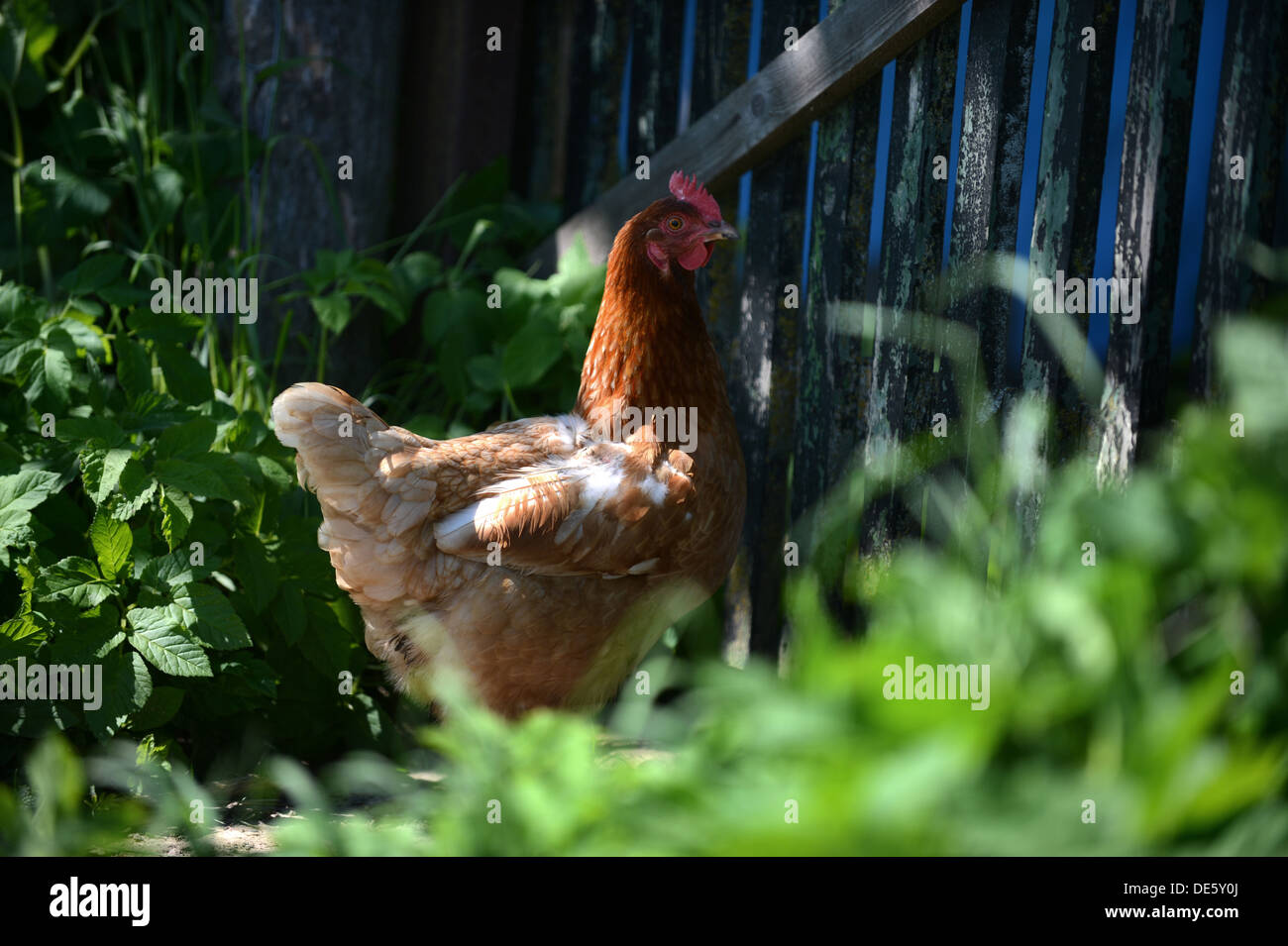 Vola - Stegelitz, Germania un pollo in cantiere Foto Stock