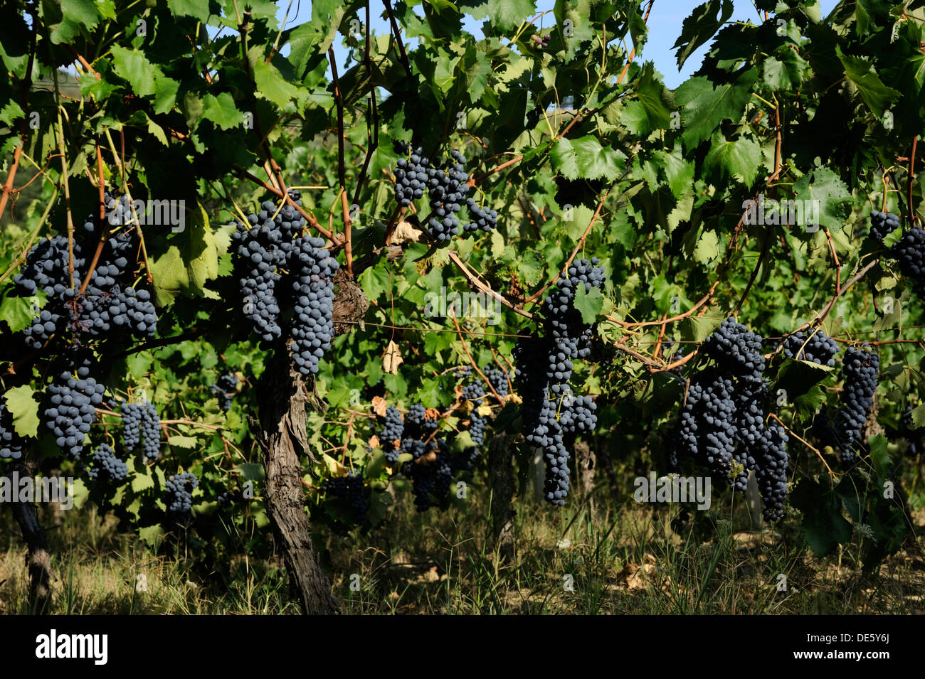 Italia, Basilicata, Roccanova, vigneto, uva nera Foto Stock