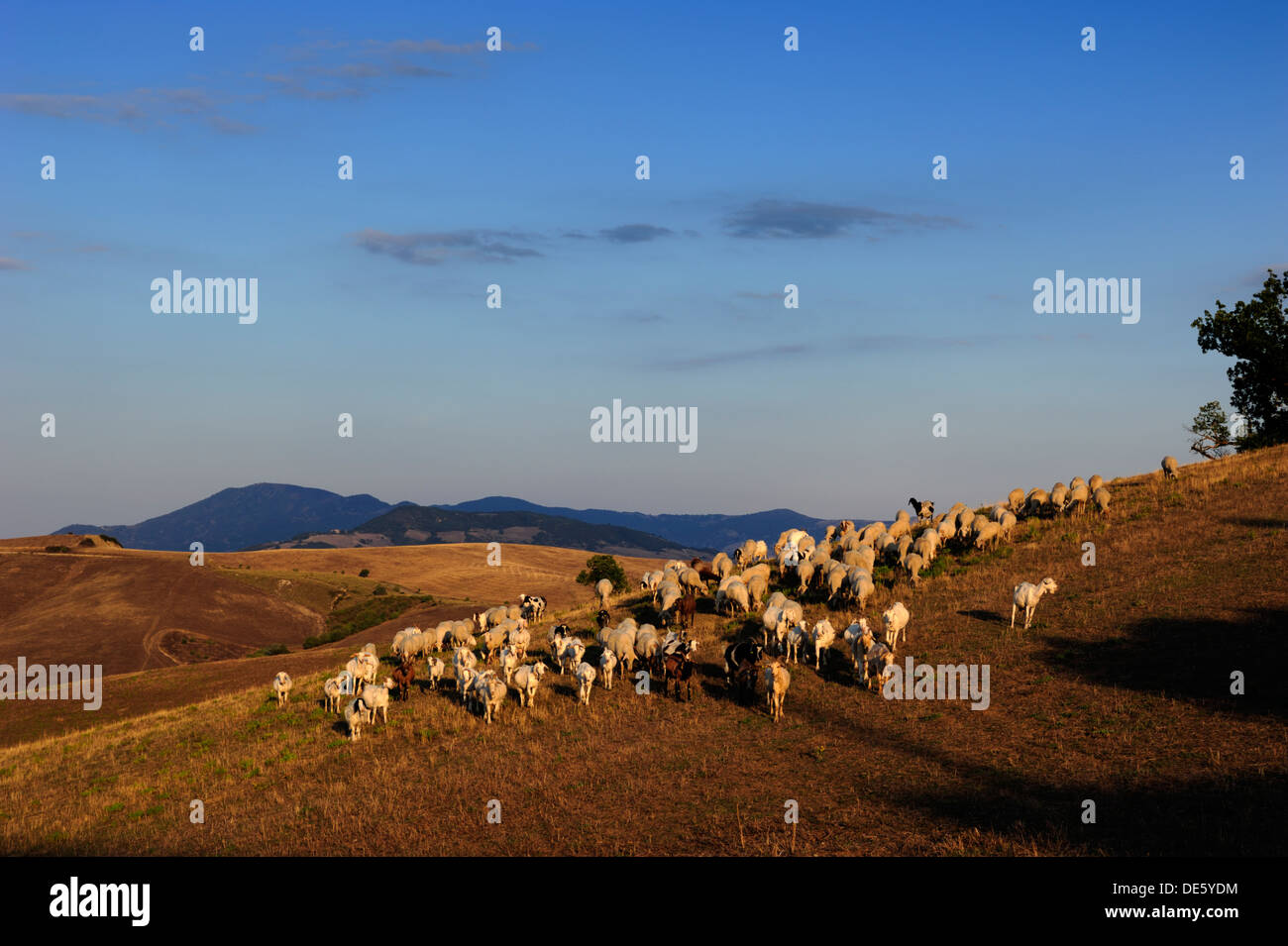 In italia, basilicata, gregge di ovini in estate Foto Stock