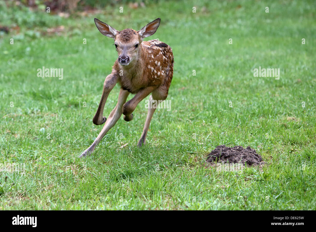 Villaggio splendente, Germania, cervi vitello al galoppo Foto Stock