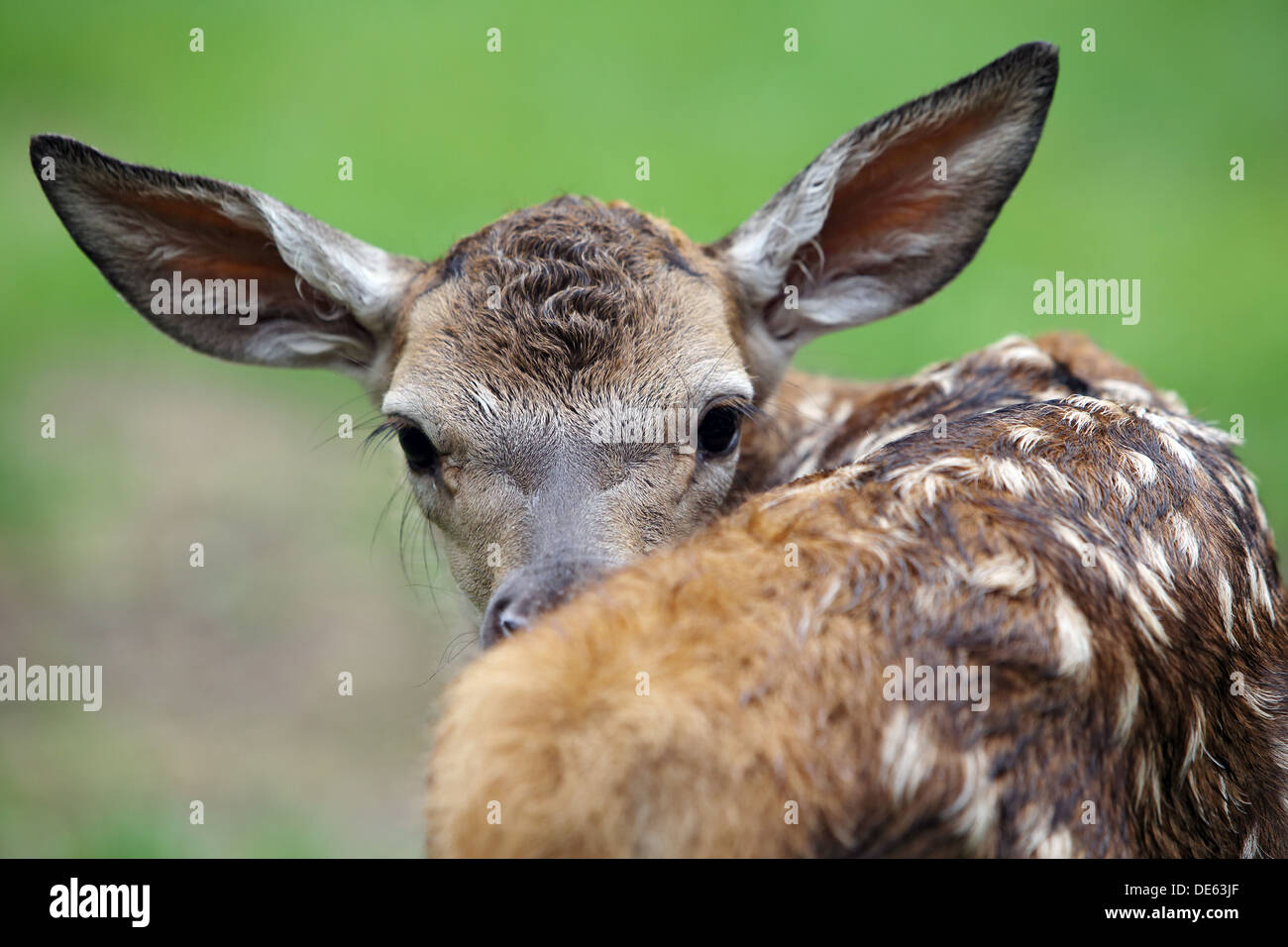 Villaggio splendente, Germania, cervi polpaccio si guarda intorno Foto Stock