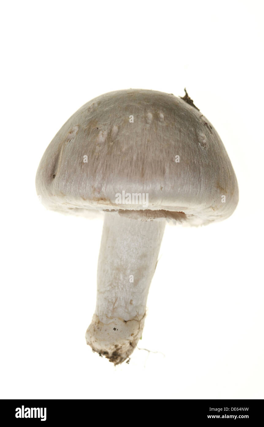 Organic Wild campo o funghi prataioli (Agaricus campestris) il più popolare dei funghi commestibili Foto Stock