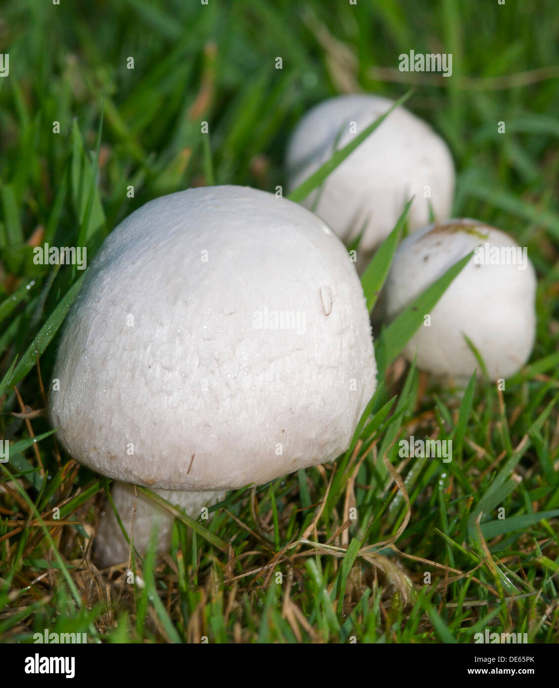 Organic Wild campo o funghi prataioli (Agaricus campestris) il più popolare dei funghi commestibili Foto Stock