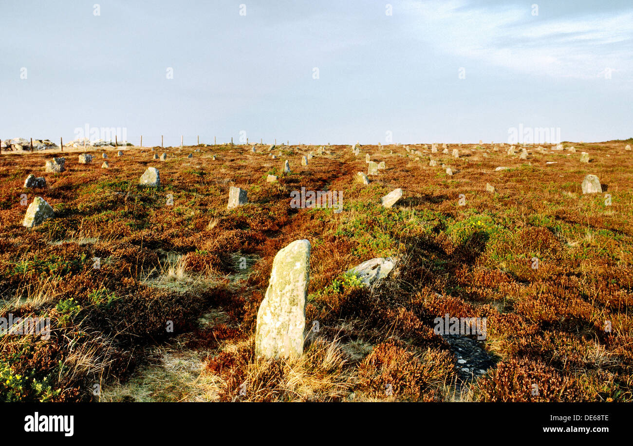 Hill o molti Stanes. Probabilmente di epoca preistorica Età del Bronzo allineamenti di pietra su una collina a 9 miglia a sud di stoppino, Caithness in Scozia, Regno Unito Foto Stock